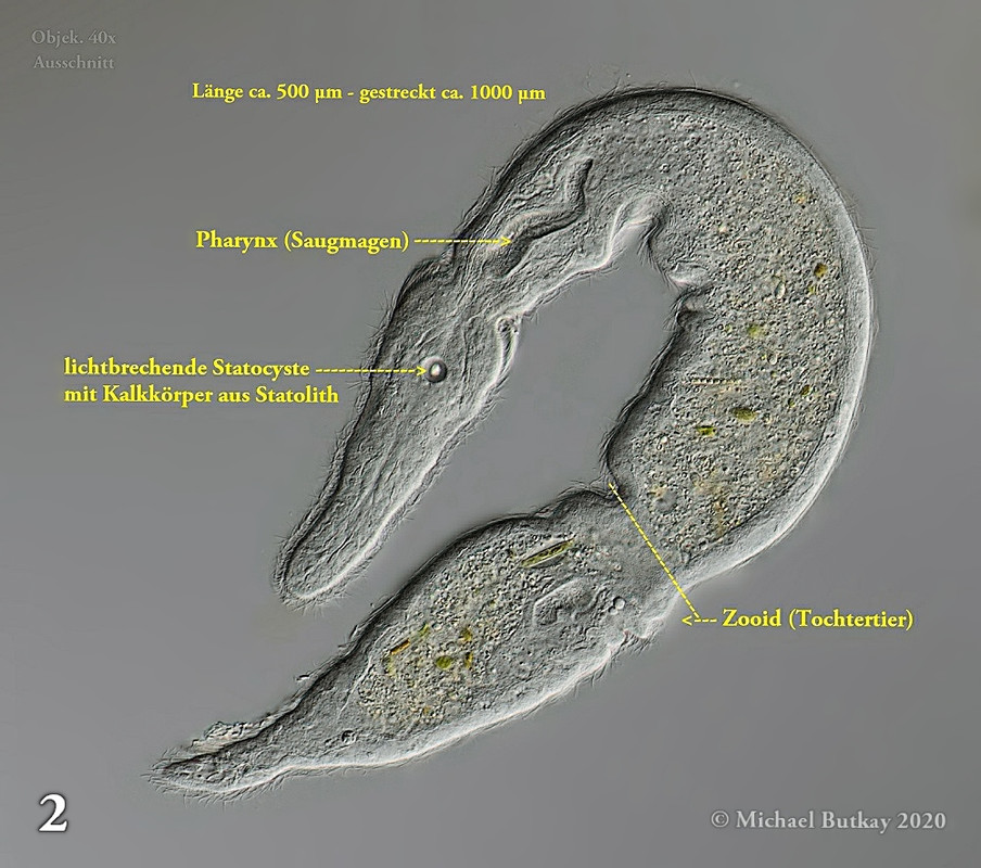 Catenula lemnae - fadenstrudelwurm_i4a2268_12-04-2020b