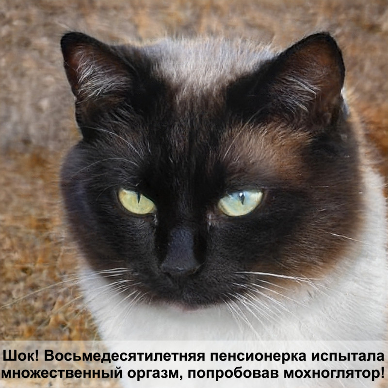 кошка кашляет шерсть