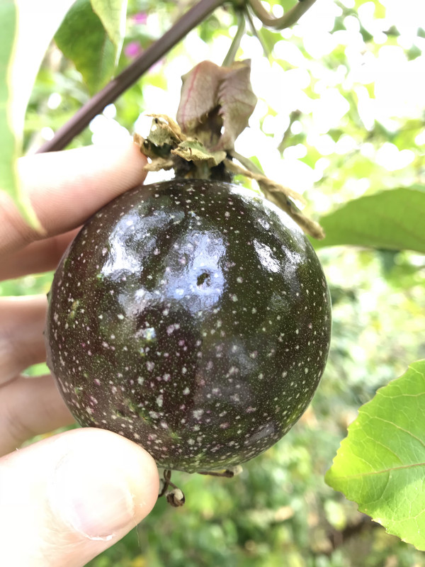 Possum Purple 3 31 2018