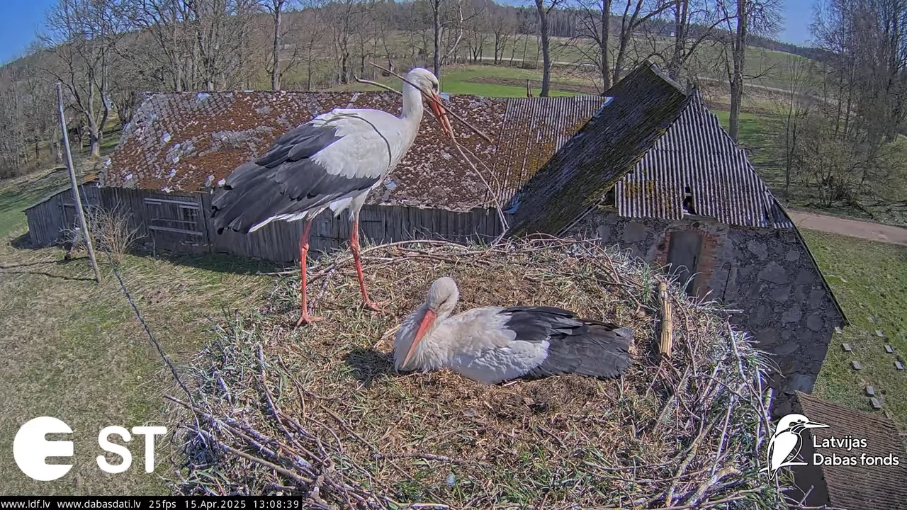 (15) Baltie stārķi (Ciconia ciconia) Tukuma novadā __ White storks in Tukums, Latvia - YouTube - 434