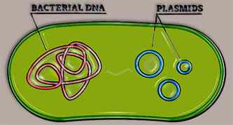 resized-plasmids