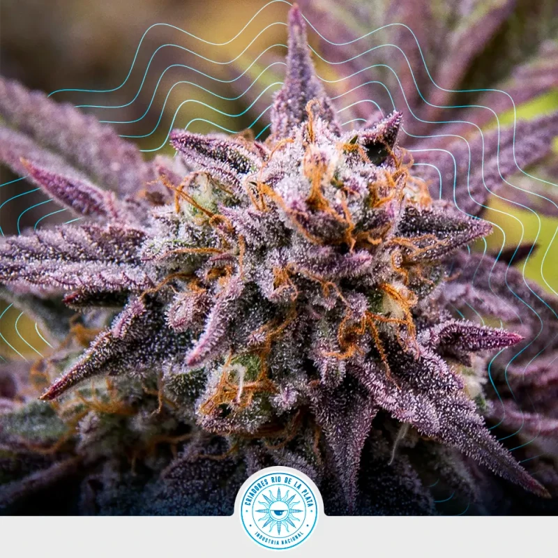 1439 Choco OG Fem 1