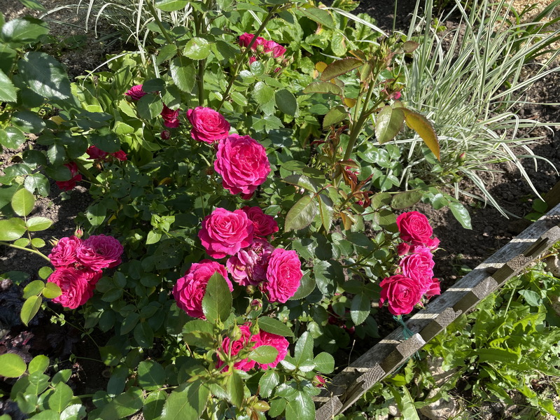https://i.postimg.cc/Sxq2NftP/IMG-2551.jpg