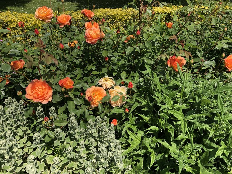 orange-roses.jpg