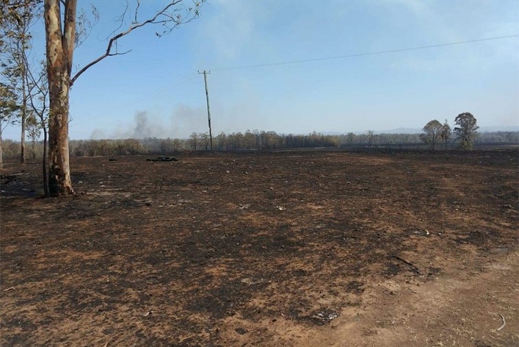 What is worse - Greenies or Cane Toads ? Rappville-fire