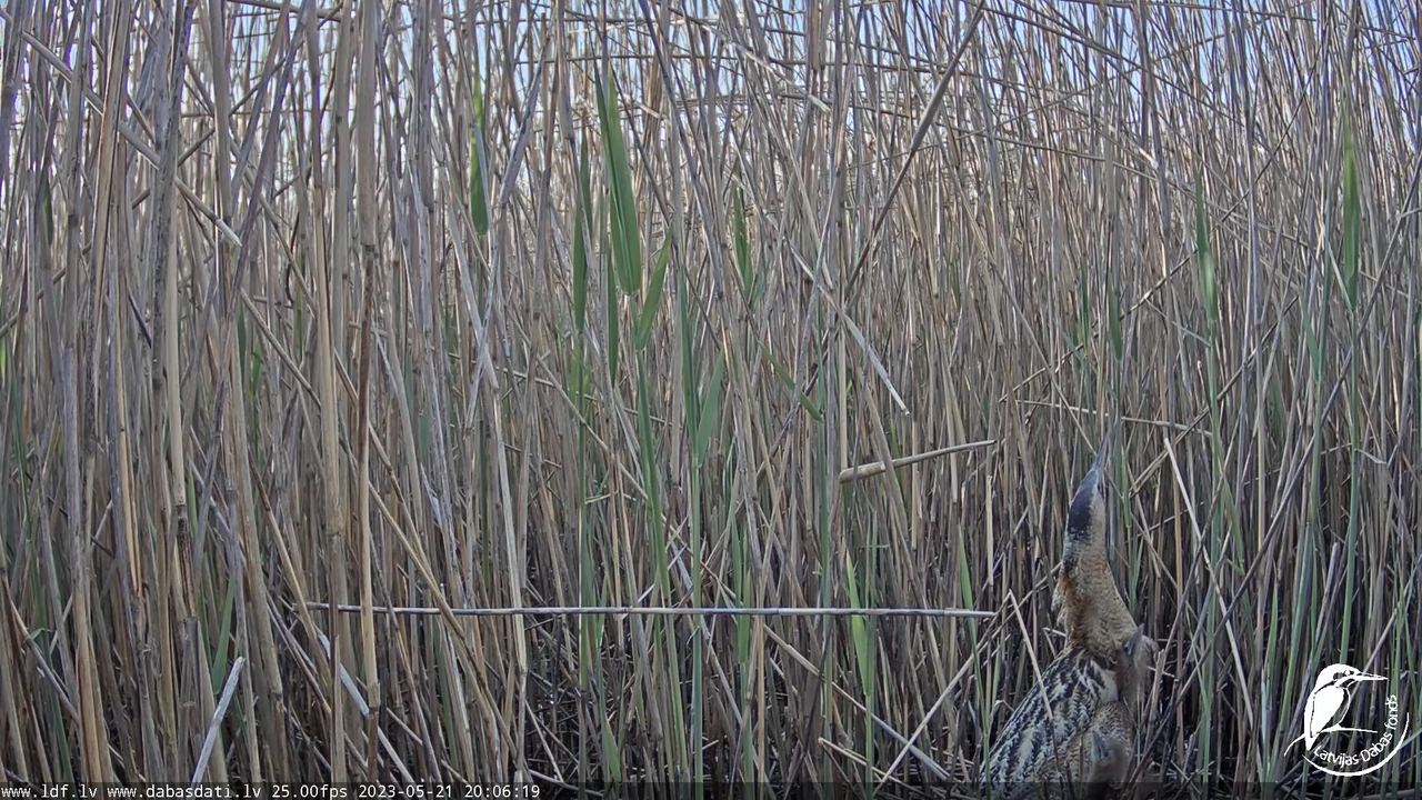 Lielais dumpis (Botaurus stellaris) Engurē - LDF tiešraide 12-42-19 screenshot