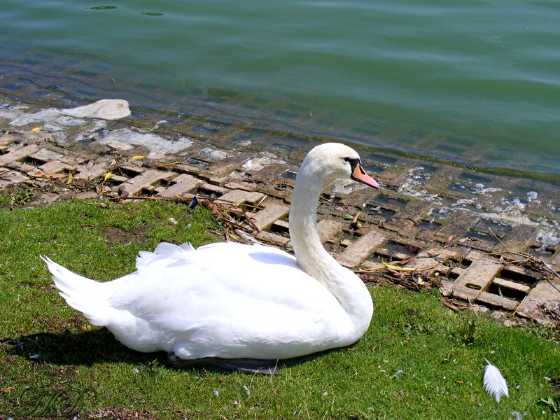 animal-sw-an-HD.jpg