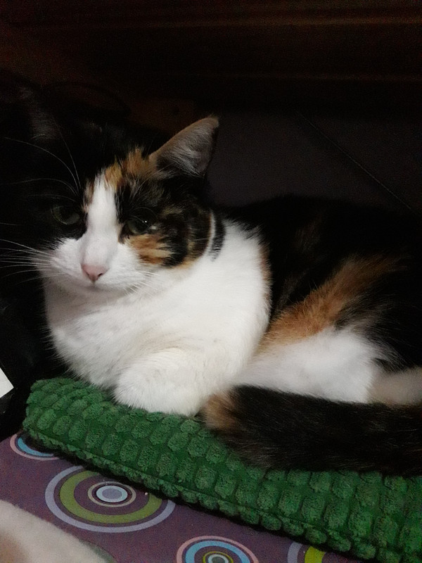 16040851818582013627100189821813