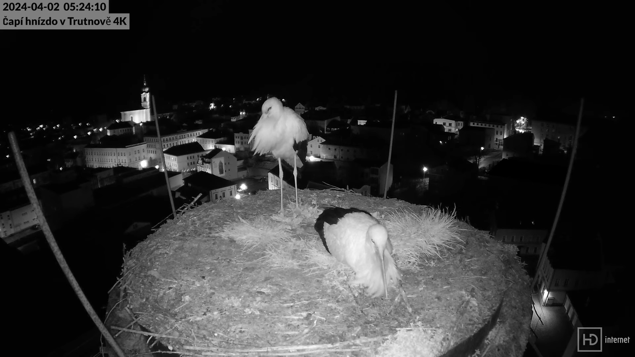 Tiešraidē no stārķa ligzdas uz alus darītavas skursteņa Trutnovā 4-11-23 screenshot