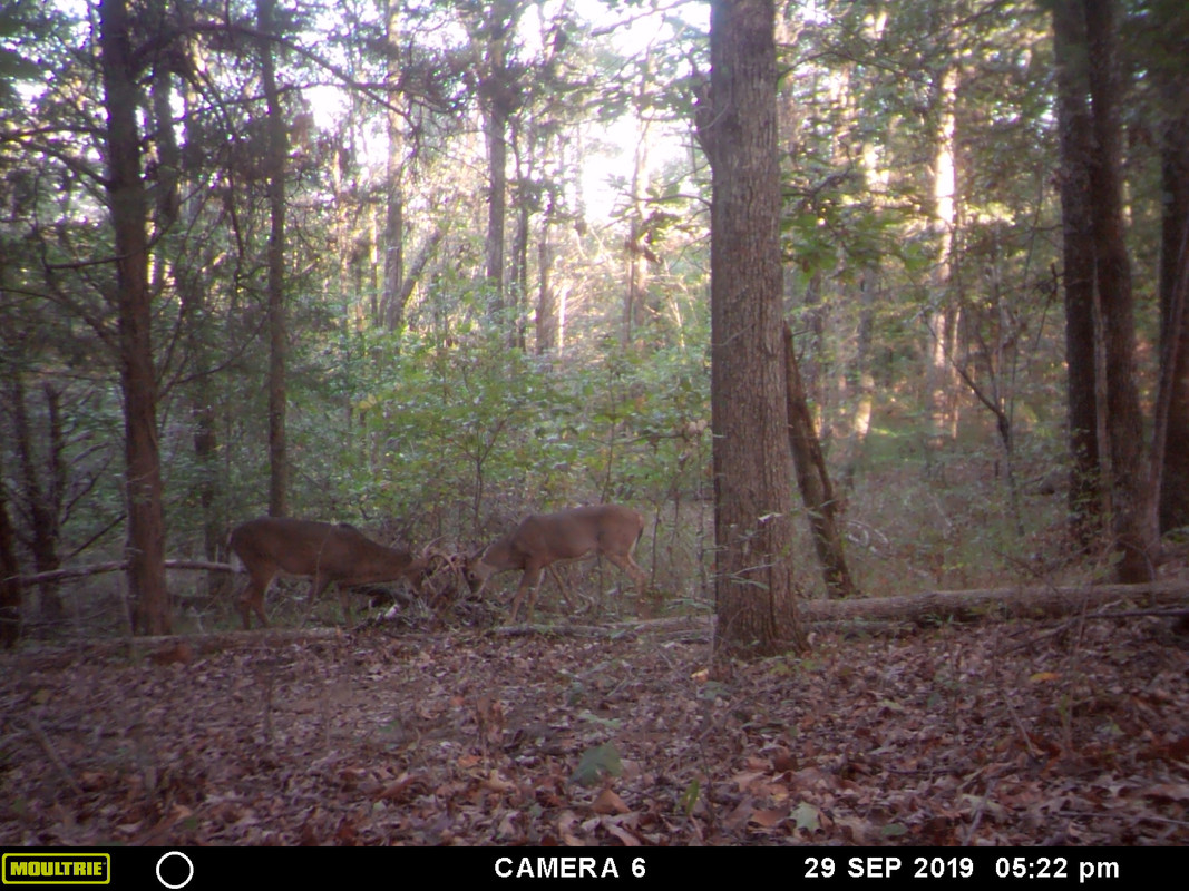 buck3
