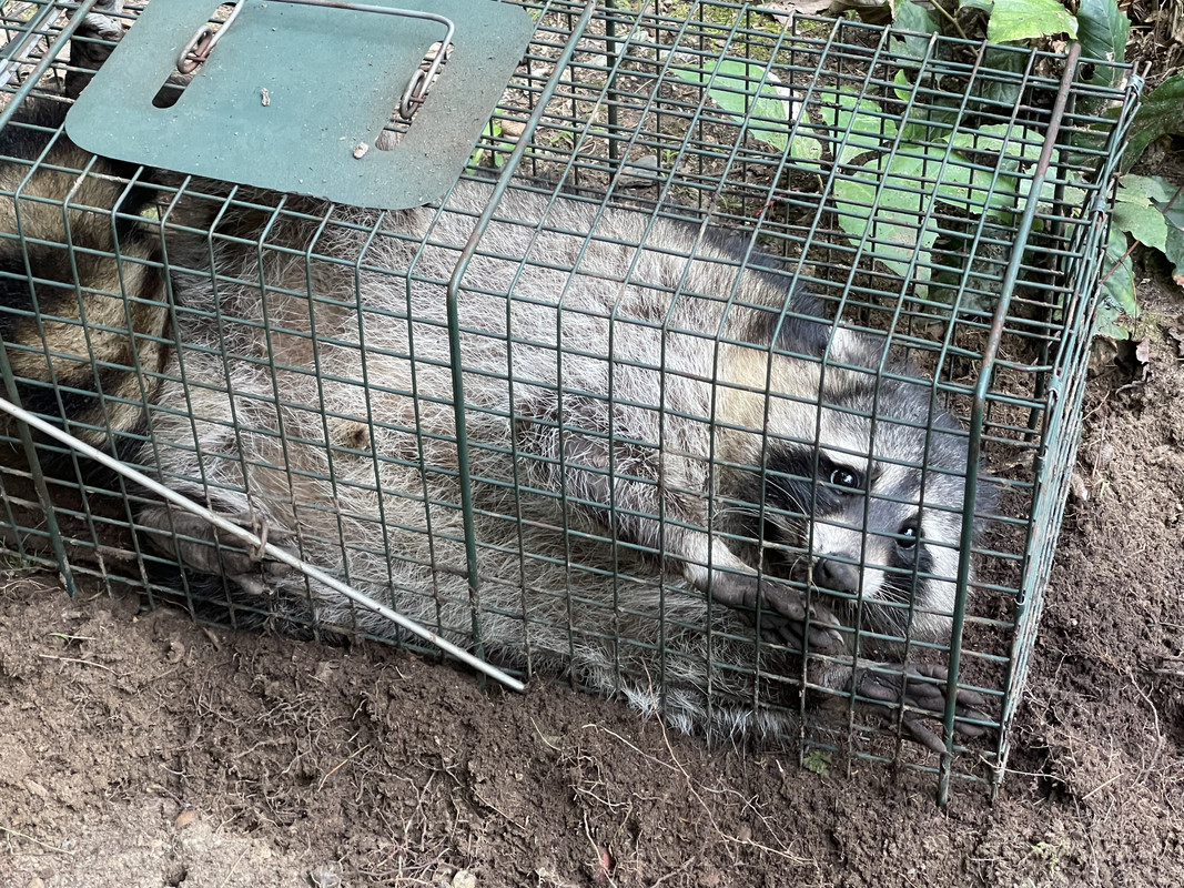 Best Bait For Raccoon Cage Trap?