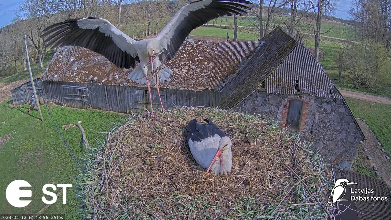 Baltie stārķi (Ciconia ciconia) Tukuma novadā - LDF tiešraide __ White storks in Tukums, Latvia 10-2