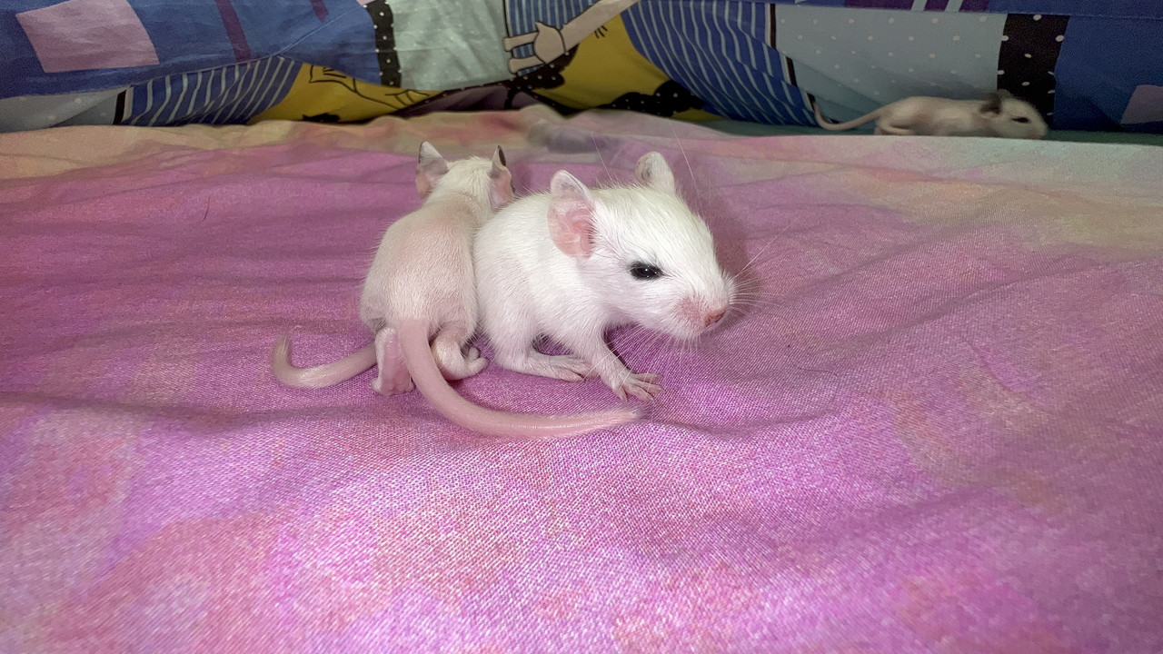 AA68B09A-5A02-48A8-A426-D493DE831014