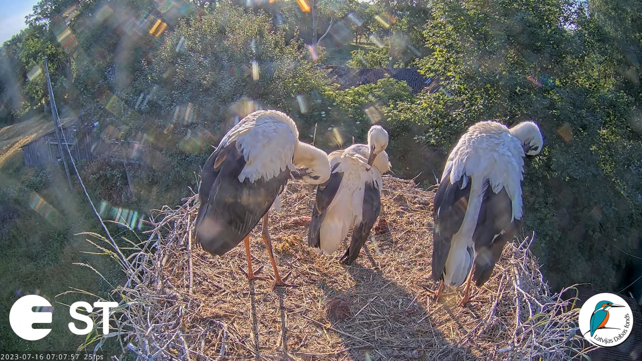 Baltie stārķi (Ciconia ciconia) Tukuma novadā - LDF tiešraide __ White storks in Tukums, Latvia 8-24