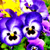 2spring-pansies