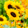 1spring-sunflowers