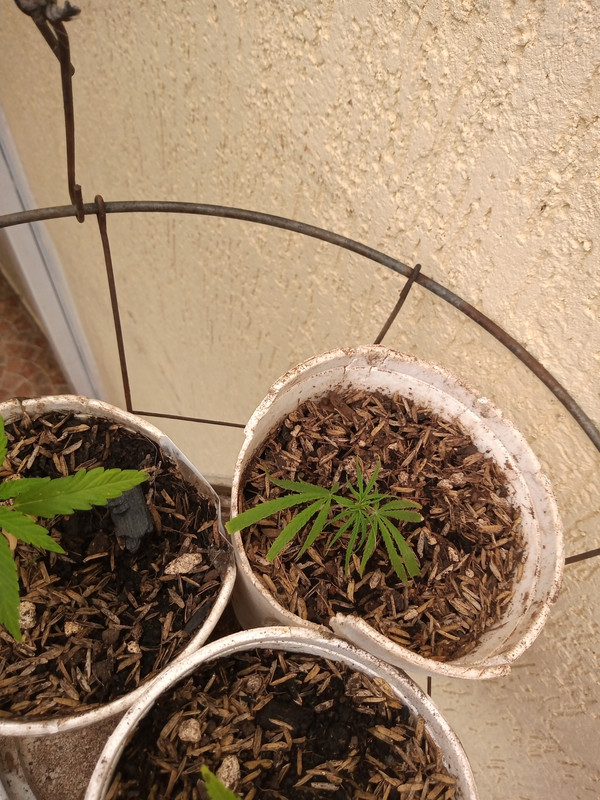 IMG_20200810_154650980