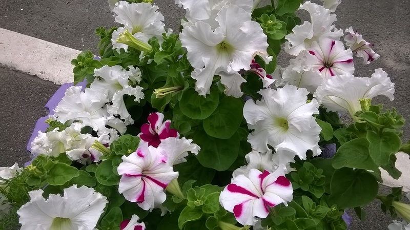 WP_20150619_14_43_42_Pro