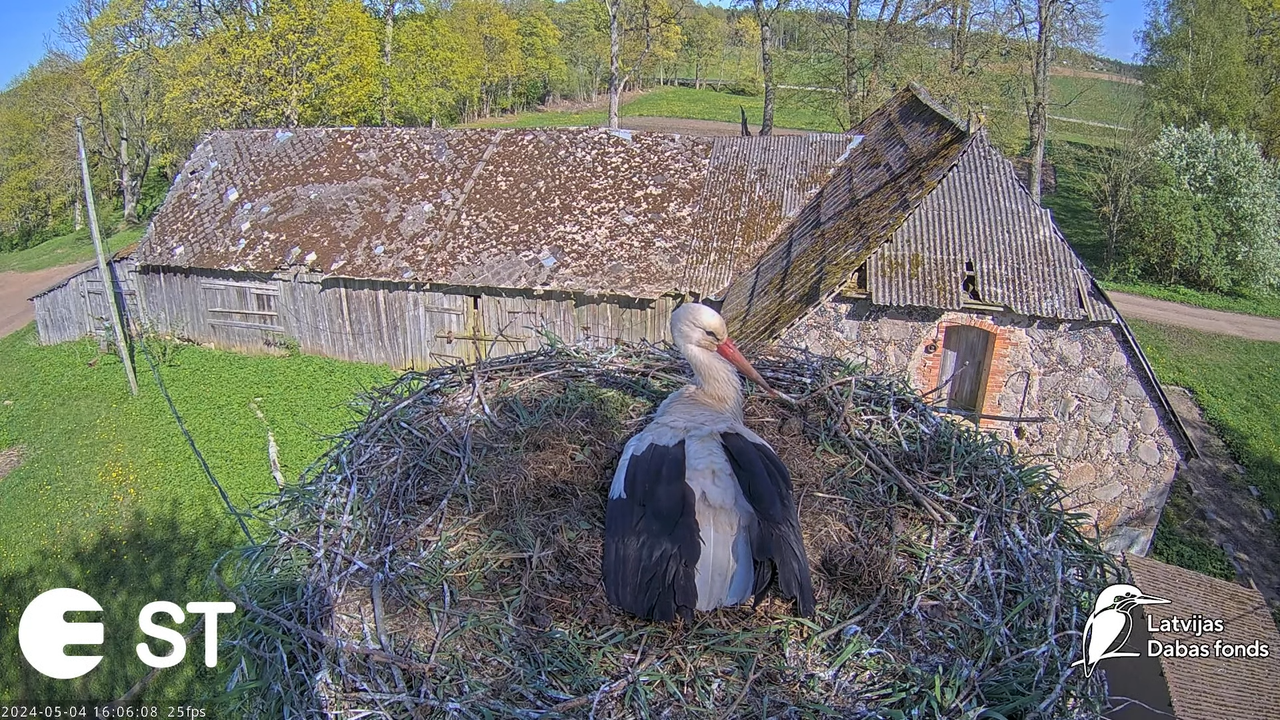 Baltie stārķi (Ciconia ciconia) Tukuma novadā - LDF tiešraide __ White storks in Tukums, Latvia 7-6-