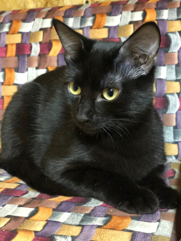 Муха_Скрипка2