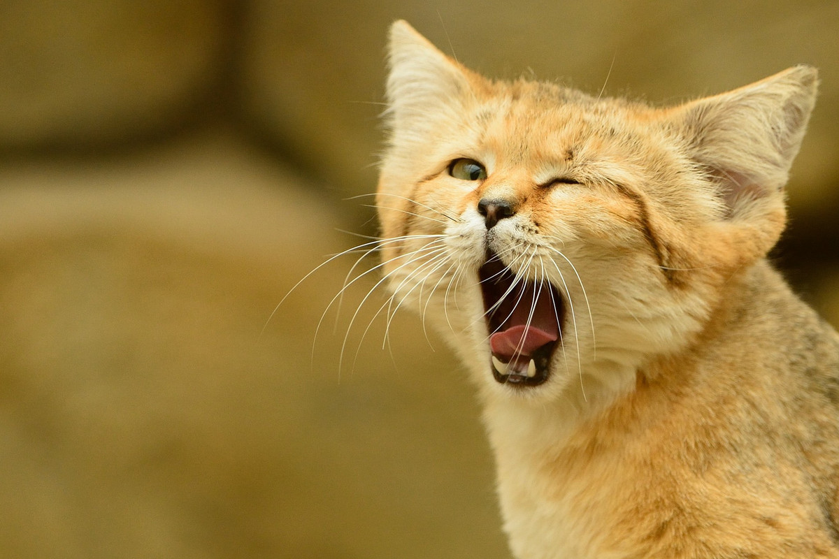 барханная-кошка-живность-2077249