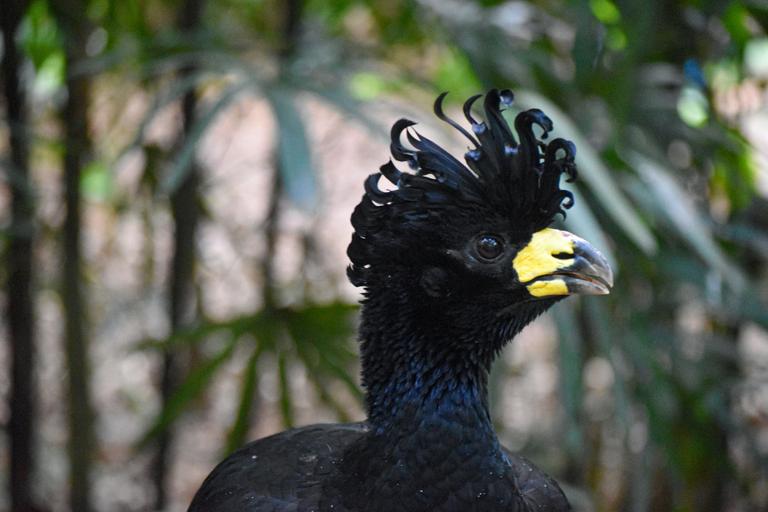 В джазе только девушки или аргентинско-бразильский калейдоскоп В джазе только девушки или аргентинско-бразильский калейдоскоп