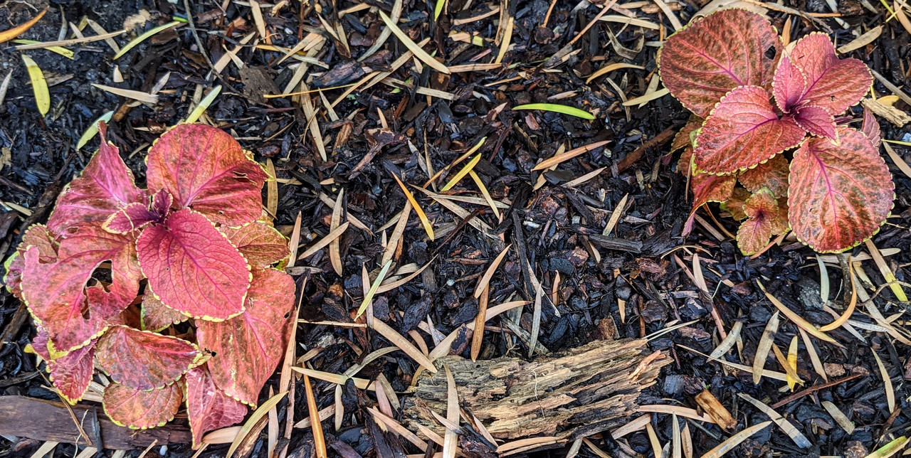 holes-Coleus.jpg