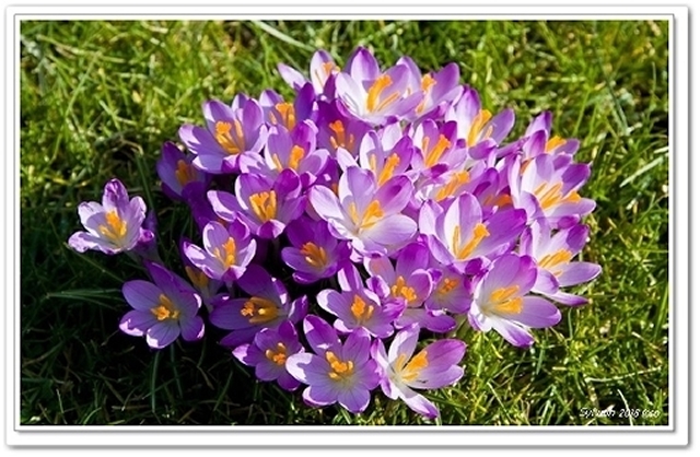 m-m-KROKUS-1