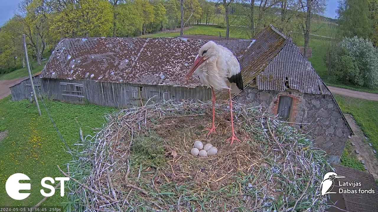 Baltie stārķi (Ciconia ciconia) Tukuma novadā - LDF tiešraide __ White storks in Tukums, Latvia 7-44