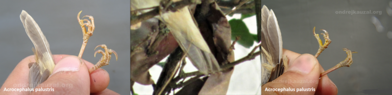 Felosa palustre ( Acrocephalus palustris ) C6