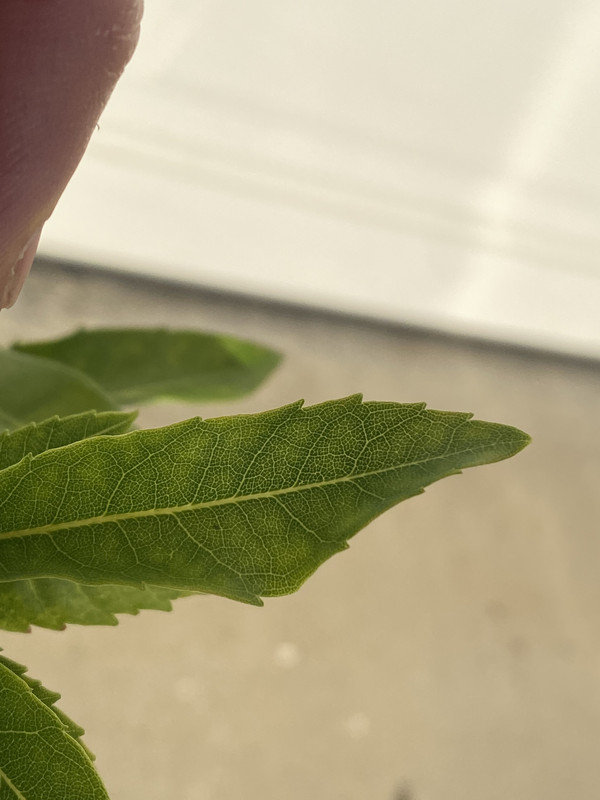 49A50EA4-09D4-45E7-A94D-BC1CF298A2F8