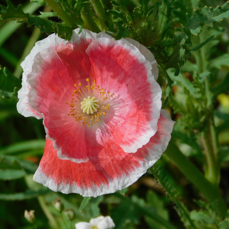 Дачное июль кудряшка , маус-машина и природа 081