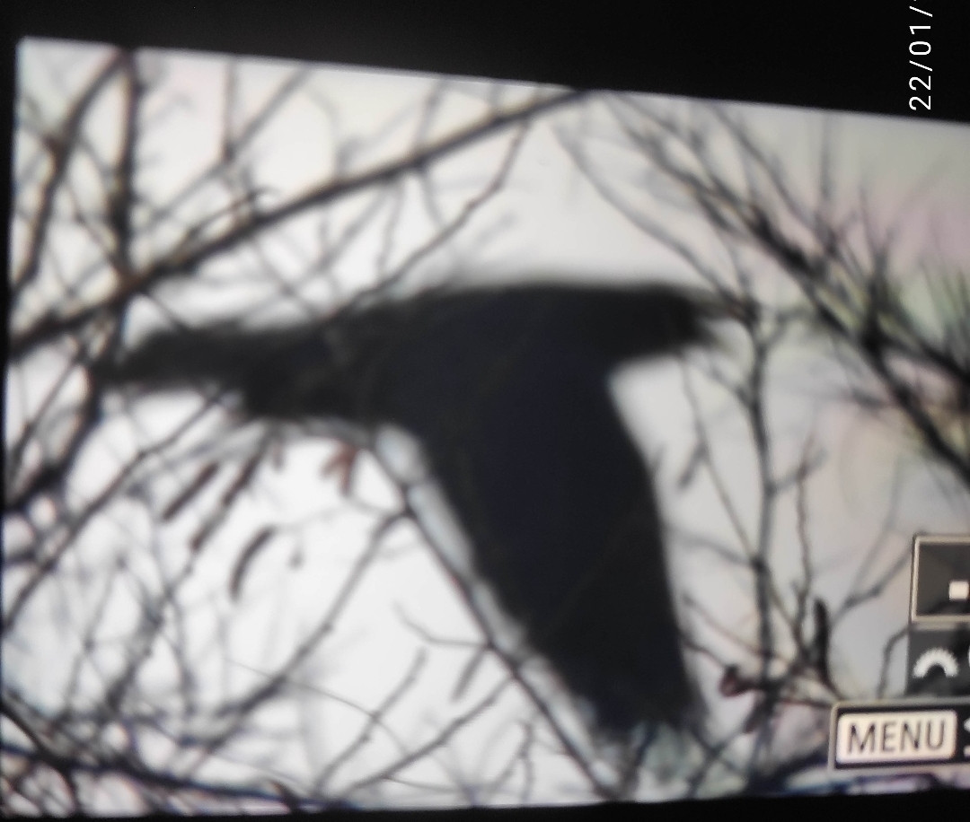 Screenshot 2026 01 22 16 26 37 431 edit com simplemobiletools gallery pro