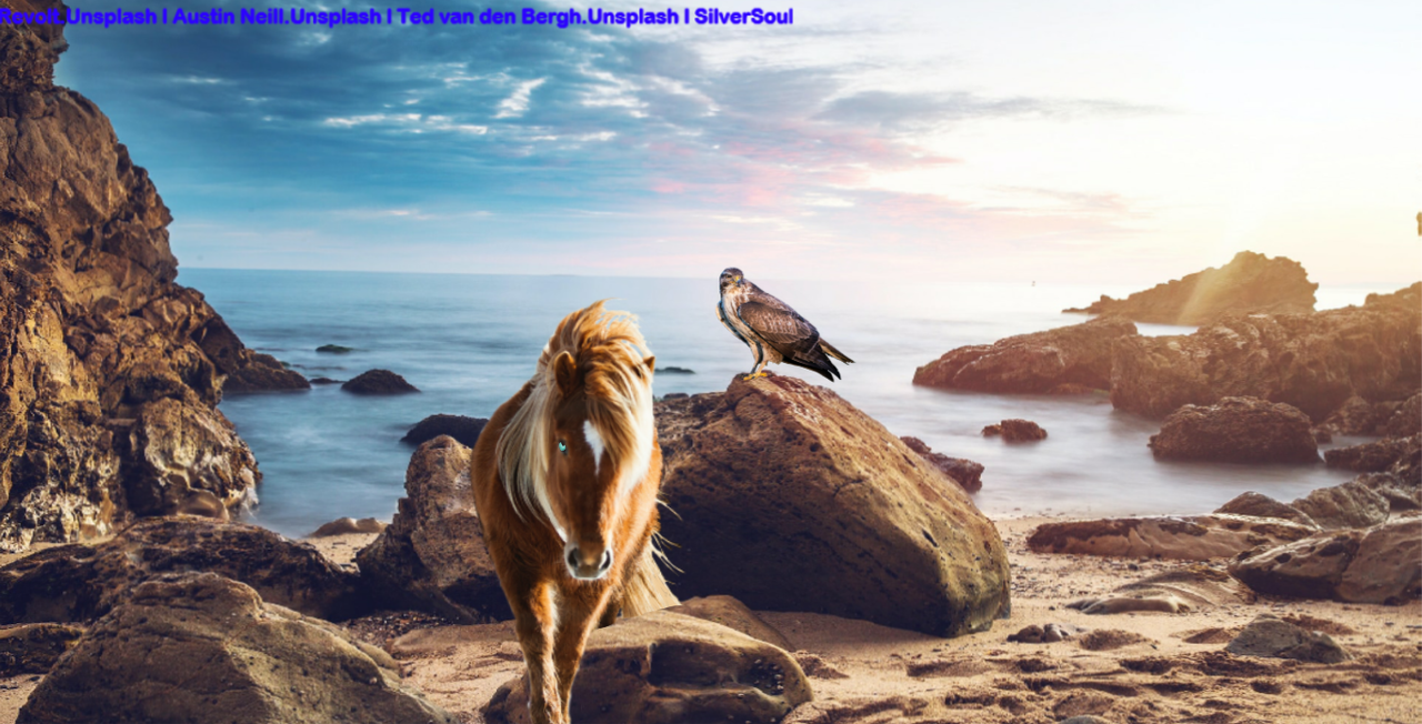 Brown-on-beach-manip.png
