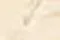 hồng bottichino