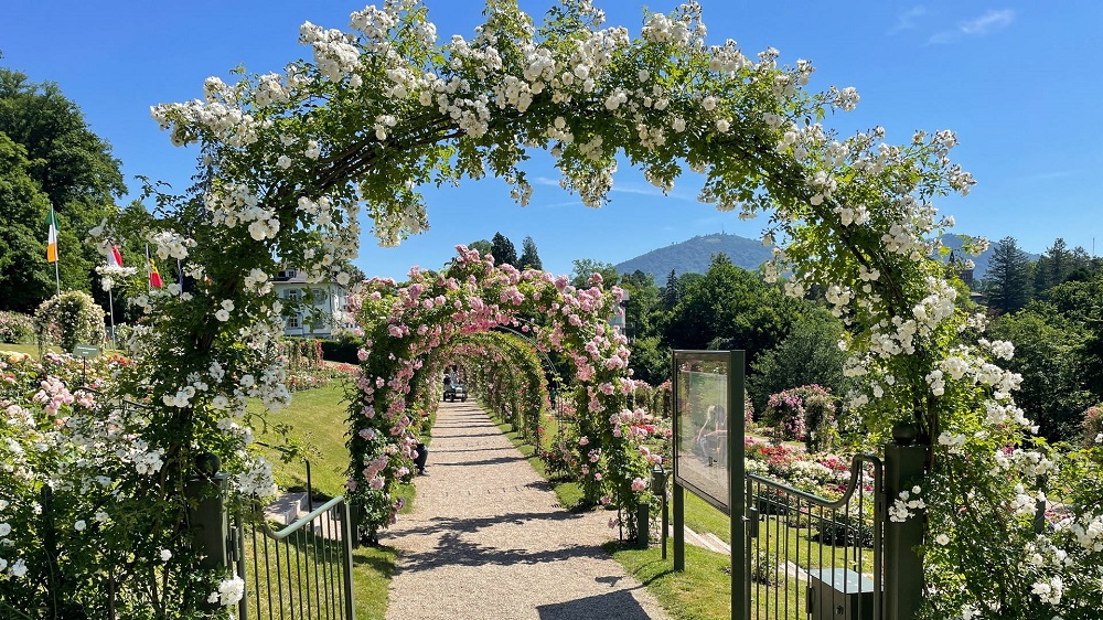 1655297409897-rosen-baden-baden-rosenneuheiten-112-v-16x9-2d-XL-77ed5d09bafd4e3cf6a5a0264e5e16ea35f