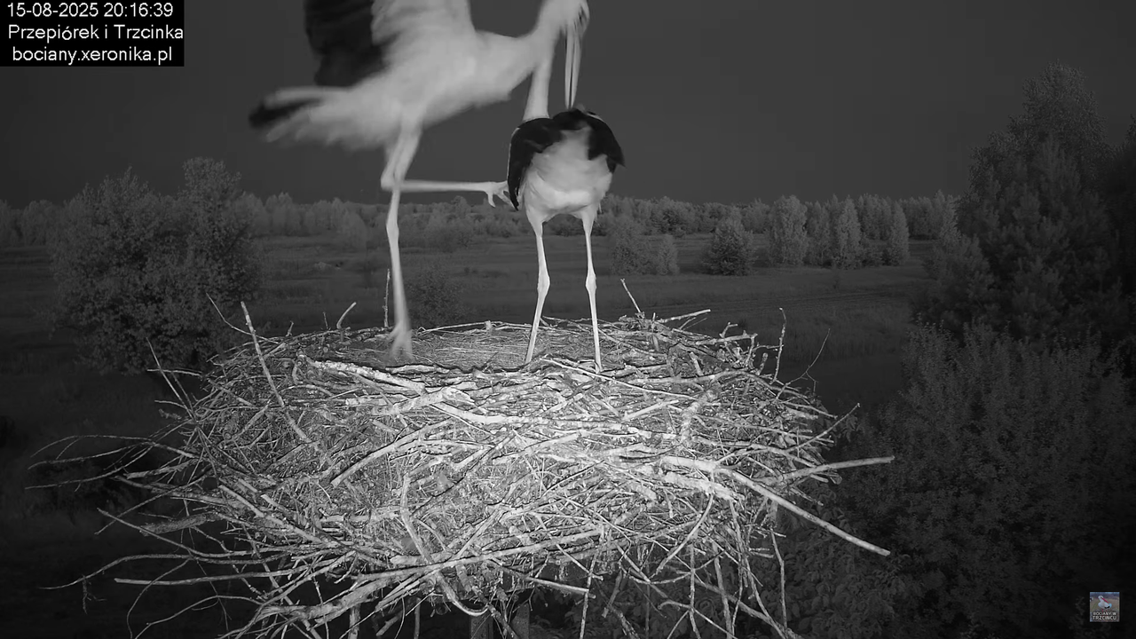 15082025bociany37