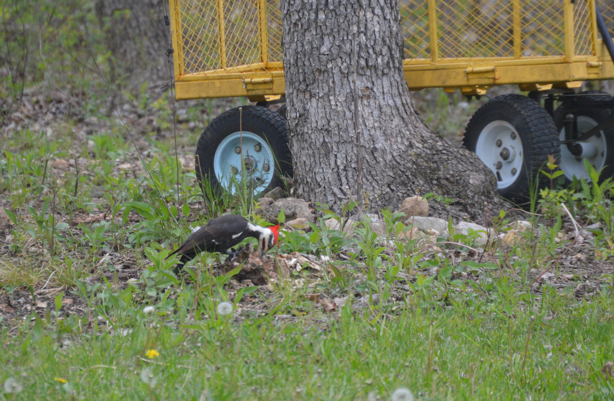 2021-4-23 Pileated Woodpecker (5)