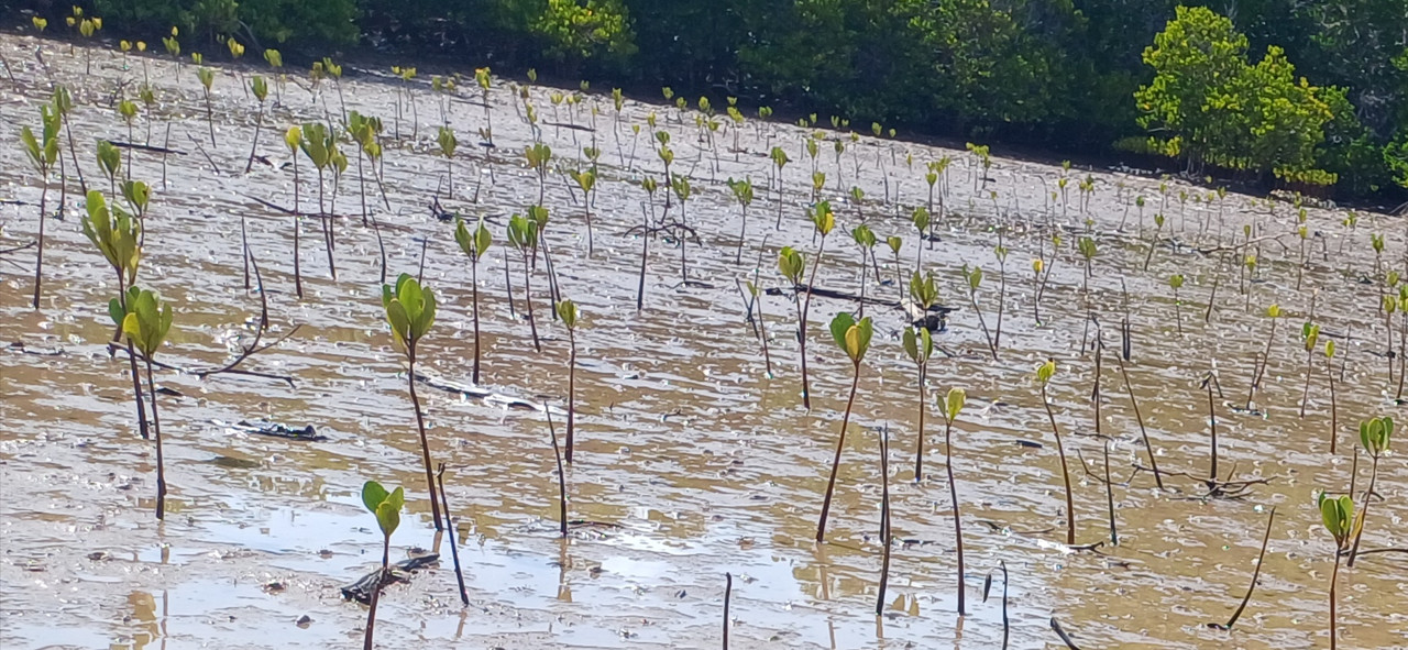 Planted-site