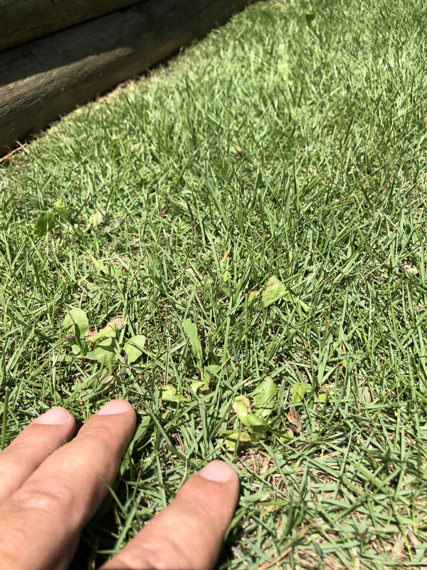 Zeon Zoysia Weed Control New Sod The Lawn Forum