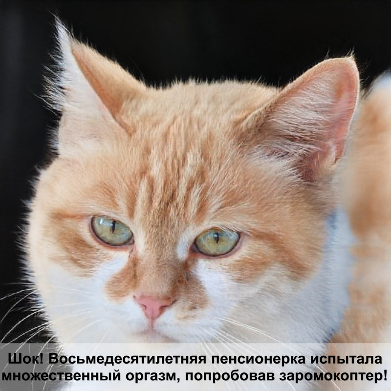 коты дерутся