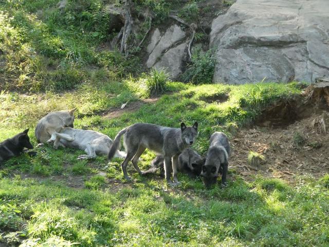Sucrerie de la Montagne y Parc Omega - DOS SEMANAS EN EL ESTE DE CANADÁ (ONTARIO Y QUÉBEC) (21)