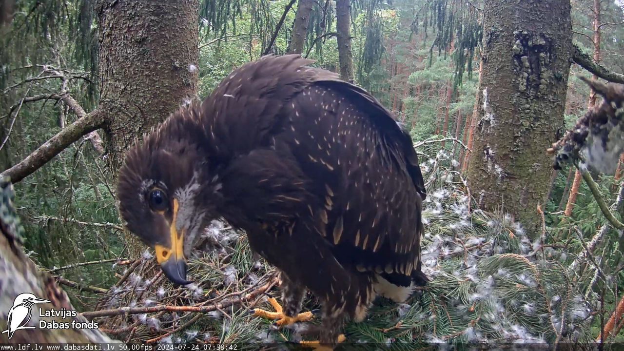 Mazais ērglis (Clanga pomarina), ligzda eglē __ Lesser spotted eagle in spruce, Zemgale, Latvia 7-23