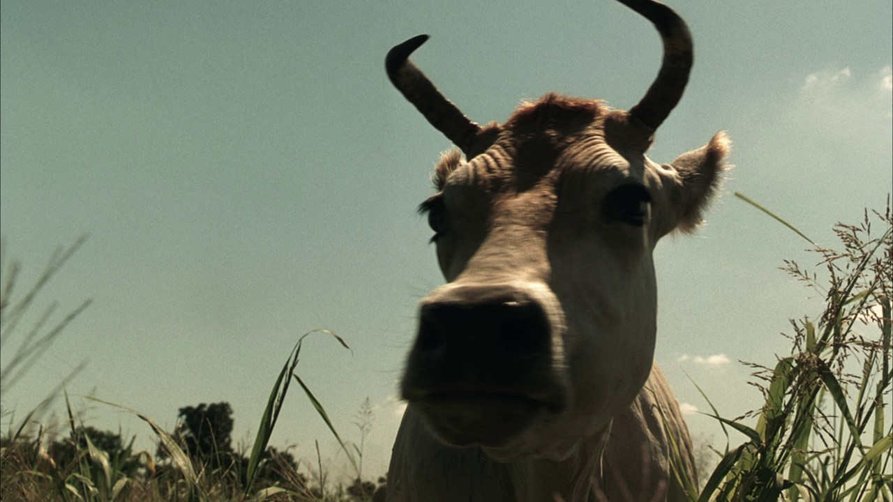 vlcsnap-2022-06-11-11h21m15s500