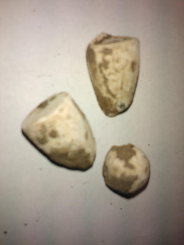 WP_000831