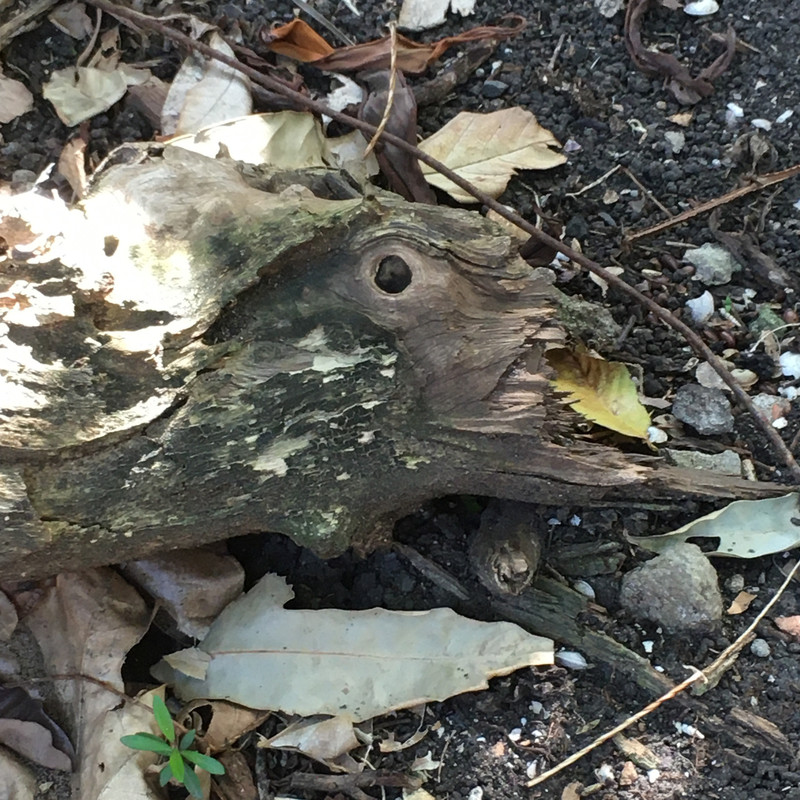 Étrange bébête Originale 3887