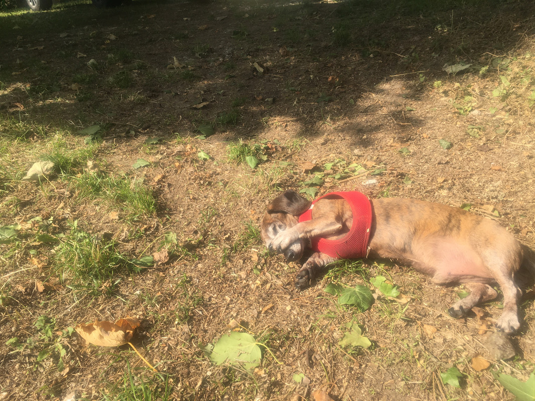 [Image: 3-A32532-A-4-AAF-4697-9-E21-6552-CE16-D1-B3.jpg]