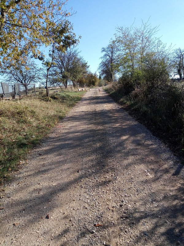 IMG-20231109-124625-423.jpg