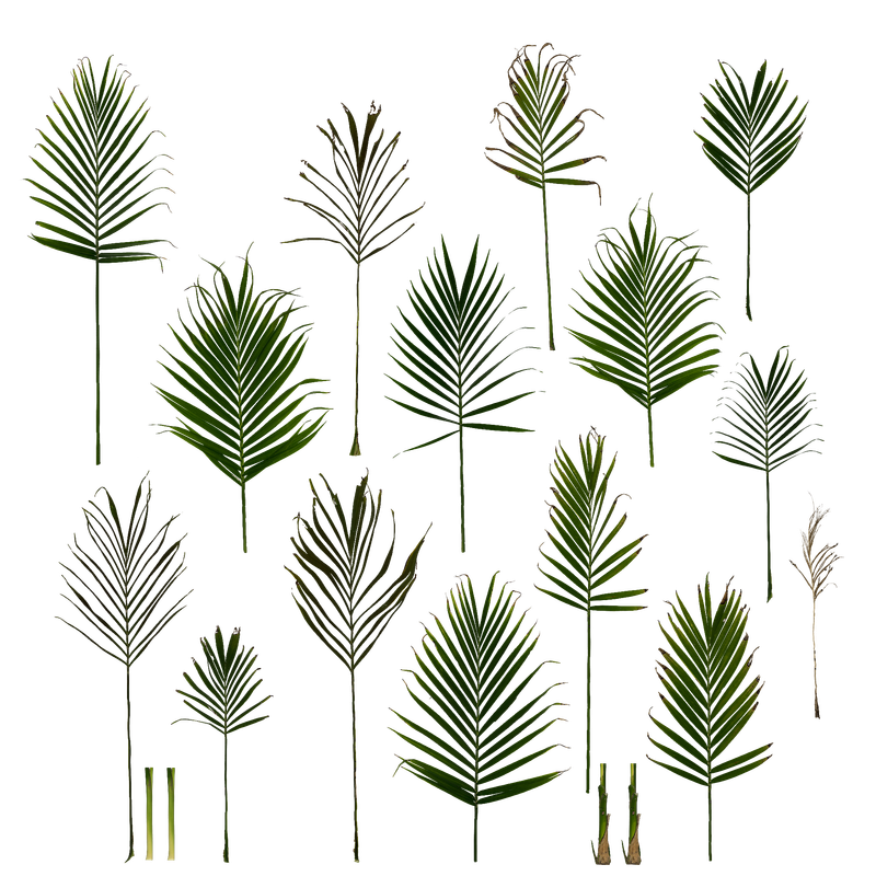 ti2rehaia_2K_AlbedoA