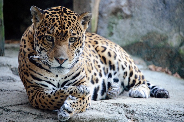 Ilustrasi jaguar